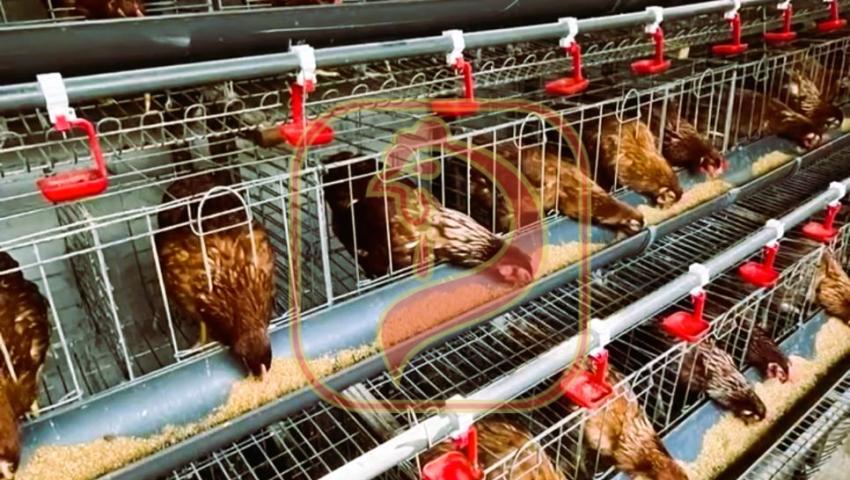🏠 Kandang yang Baik, Ayam Lebih Nyaman