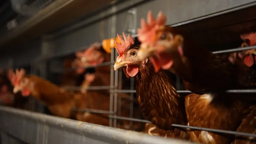 Panduan Memulai Usaha Ternak Ayam Petelur untuk Pemula