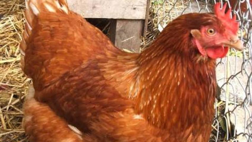Ayam: Unggas yang Memiliki Peran Penting dalam Kehidupan Manusia