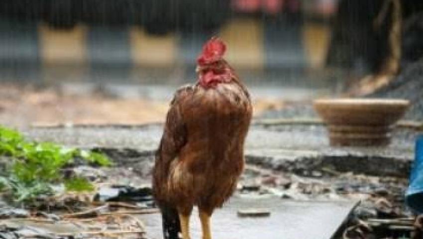 Tips Menjaga Kesehatan Ayam Selama Musim Hujan