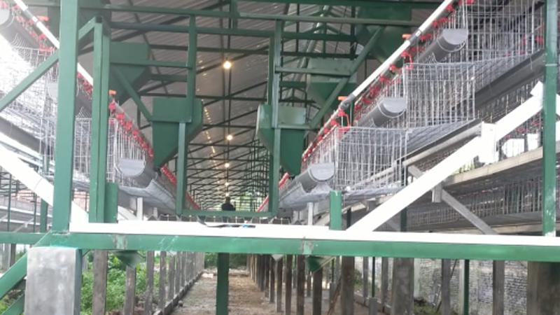 CV. ABADI FARM KEDIRI