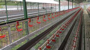 CV. ABADI FARM KEDIRI