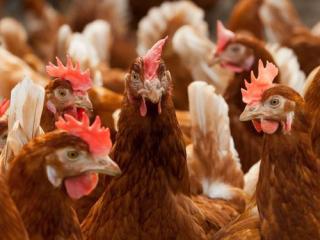 Pullet