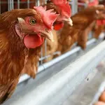 Mengenal Ayam Petelur: Peluang Usaha Menjanjikan yang Layak Dicoba
