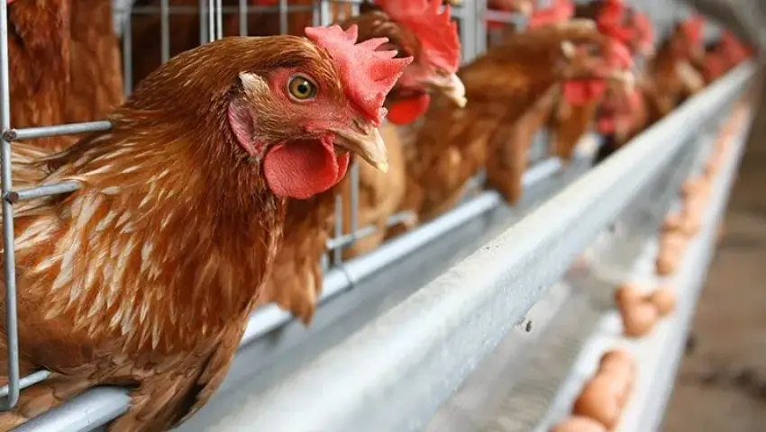 Mengenal Ayam Petelur: Peluang Usaha Menjanjikan yang Layak Dicoba